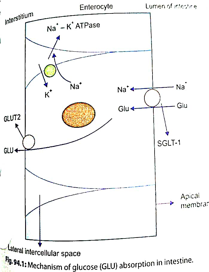 Anatomy and Physiology homework question answer, step 1, image 1